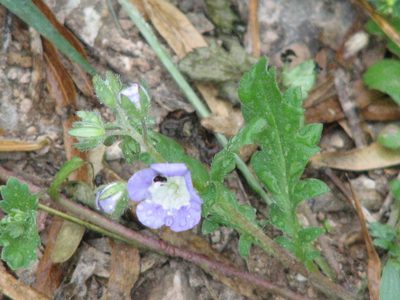 Phacelia patuliflora, photographed by johnyochum