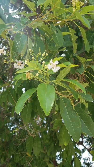 Catalpa longissima, photographed by Yolanda M. Leon