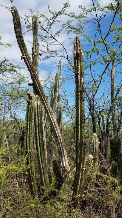 Pilosocereus polygonus, photographed by Yolanda M. Leon