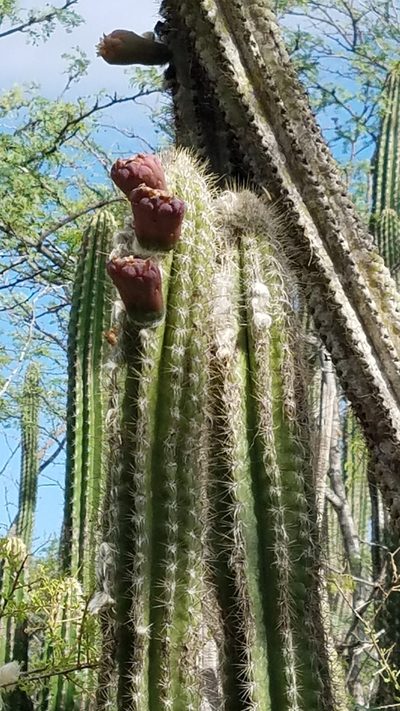 Pilosocereus polygonus, photographed by Yolanda M. Leon