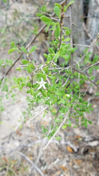 Lycium americanum, photographed by Yolanda M. Leon