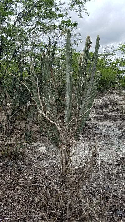 Pilosocereus polygonus, photographed by Yolanda M. Leon