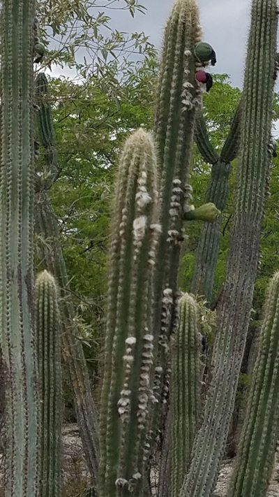 Pilosocereus polygonus, photographed by Yolanda M. Leon