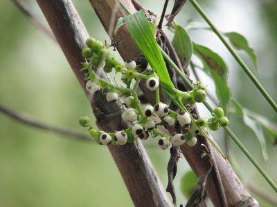Myriopus volubilis, photographed by johnyochum