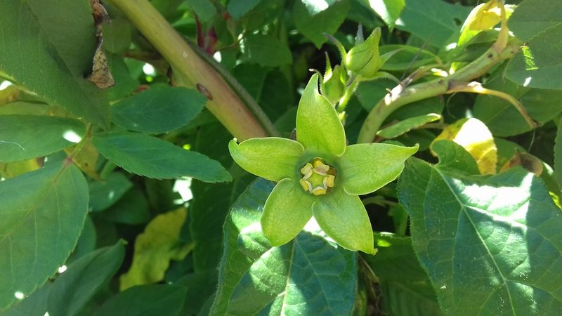 Gonolobus uniflorus, photographed by IA braham