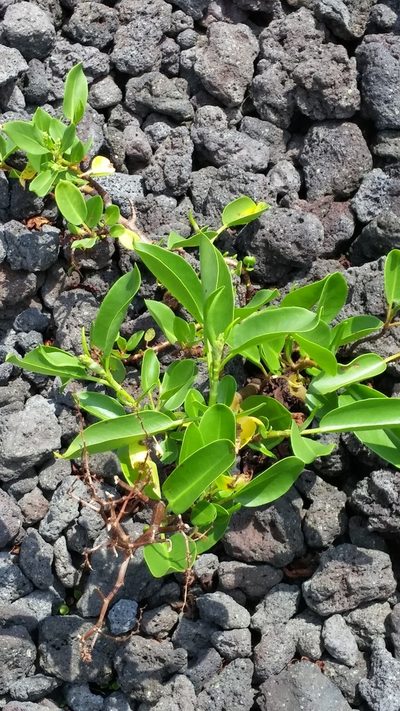 Rumex skottsbergii, photographed by Riley Pollom