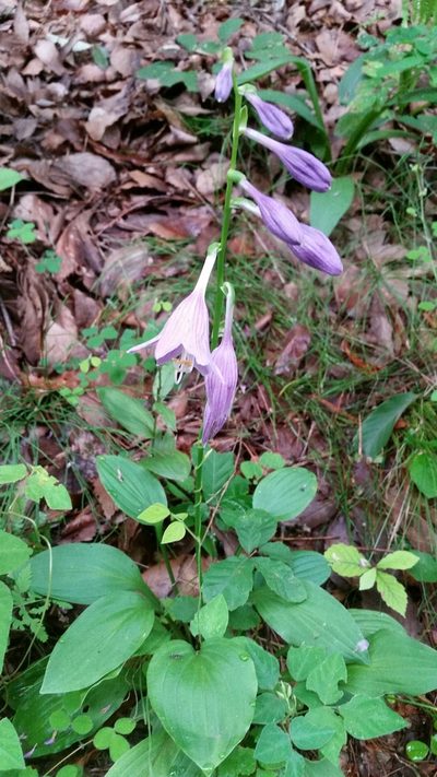 Hosta sieboldii, photographed by Daniel J. Layton