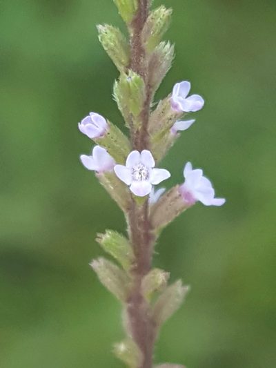 Verbena scabra, photographed by Alex Abair