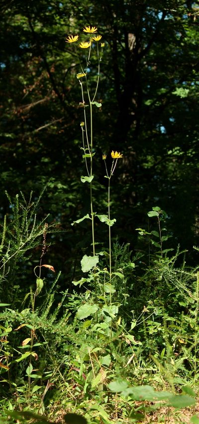 Helianthus silphioides, photographed by mayfly1963