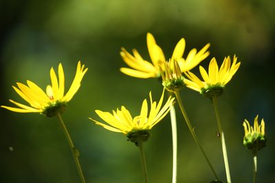 Helianthus silphioides, photographed by mayfly1963