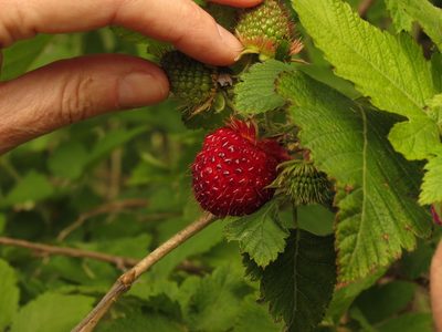 Rubus hawaiensis, photographed by Paul Prior