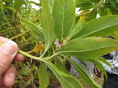 Scaevola gaudichaudiana, photographed by Paul Prior