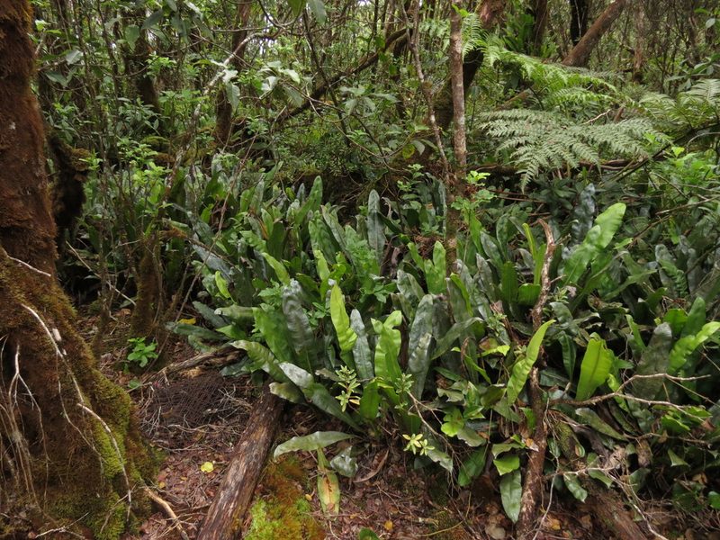 Elaphoglossum crassicaule, photographed by Paul Prior