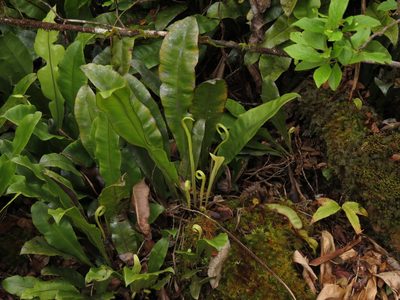 Elaphoglossum crassicaule, photographed by Paul Prior