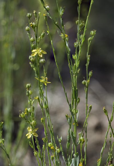 Linum neomexicanum, photographed by Craig Martin