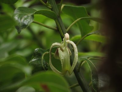 Clermontia fauriei, photographed by Paul Prior