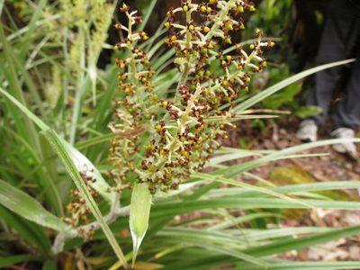 Astelia argyrocoma, photographed by Paul Prior