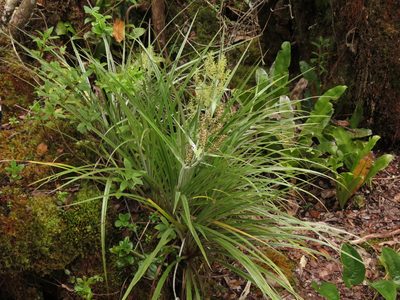 Astelia argyrocoma, photographed by Paul Prior