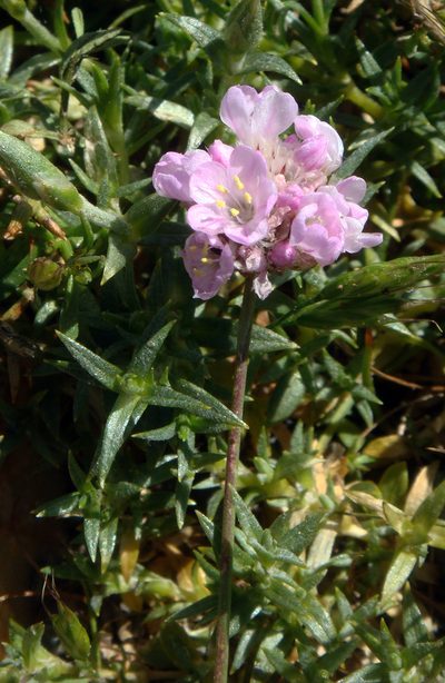 Armeria sardoa, photographed by Peter de Lange
