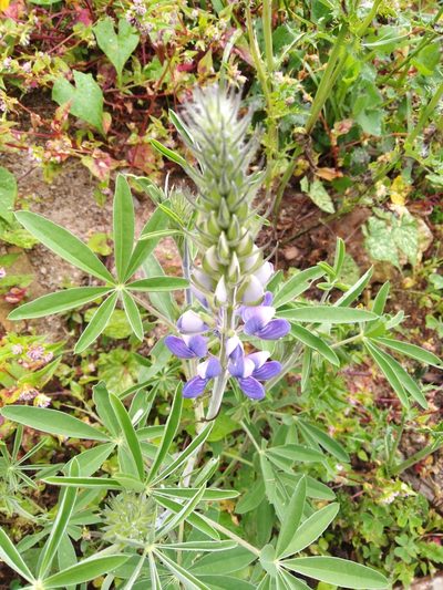 Lupinus bogotensis, photographed by GERMAN LEONEL SARMIENTO CRUZ