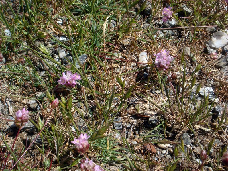 Armeria sardoa, photographed by Peter de Lange