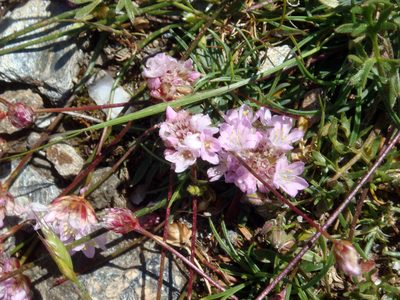 Armeria sardoa, photographed by Peter de Lange