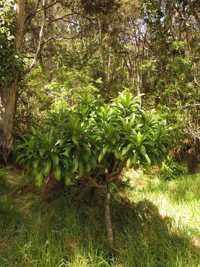Clermontia lindseyana, photographed by Paul Prior