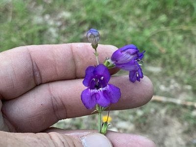 Penstemon neomexicanus, photographed by CK2AZ