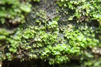 Riccardia latifrons, photographed by Randal