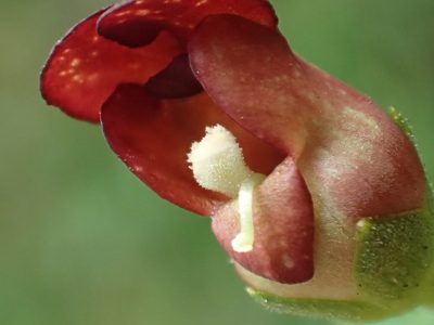 Scrophularia yoshimurae, photographed by 葉子