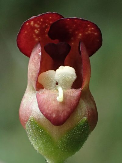 Scrophularia yoshimurae, photographed by 葉子