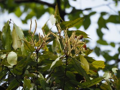 Lithocarpus amygdalifolius, photographed by 葉子