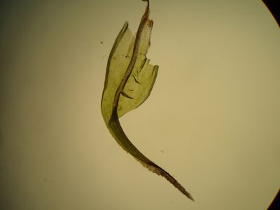 Ptychomitrium gardneri, photographed by Penelope Noel Gillette
