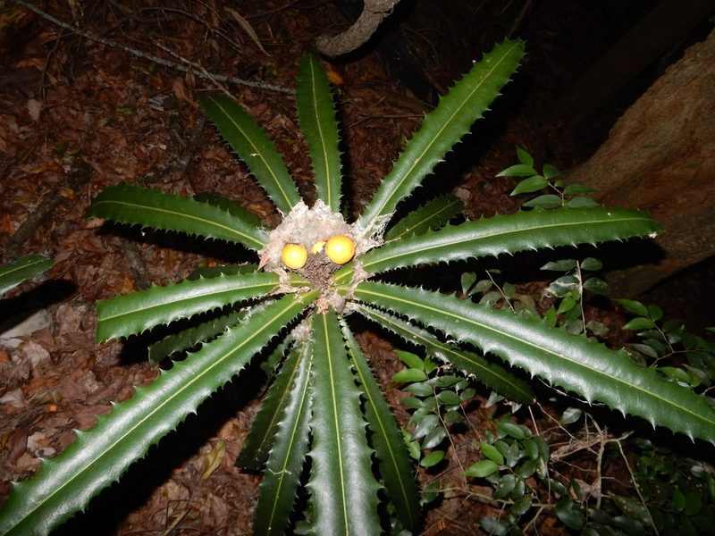 Theophrasta americana, photographed by Yolanda M. Leon