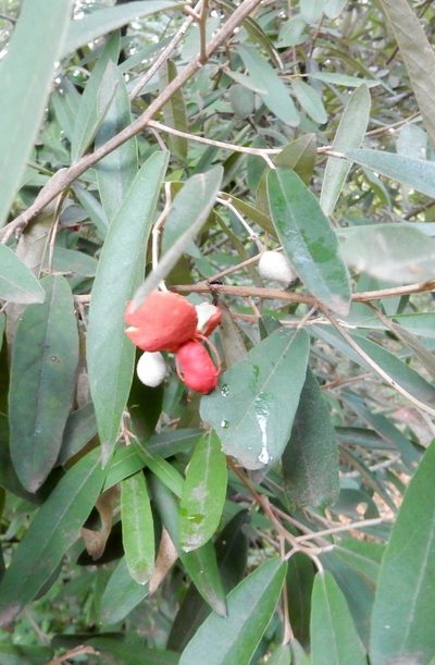 Morisonia ferruginea, photographed by Yolanda M. Leon