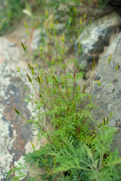 Bidens parviflora, photographed by Alexey Zyryanov