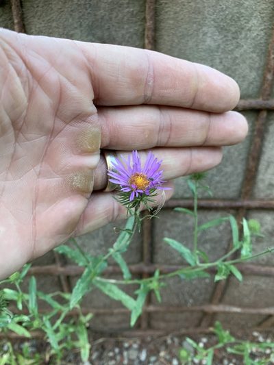 Dieteria bigelovii, photographed by CK2AZ