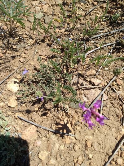 Astragalus hallii, photographed by Akiva
