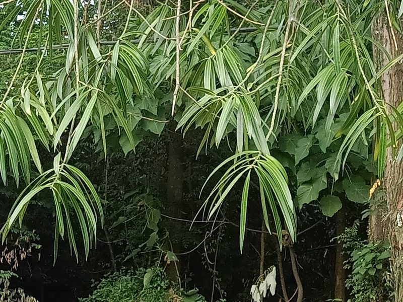 Podocarpus rumphii, photographed by Ong Jyh Seng