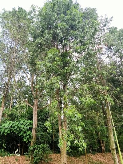 Podocarpus rumphii, photographed by Ong Jyh Seng