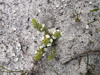 Muraltia thunbergii, photographed by sharndreheuvel