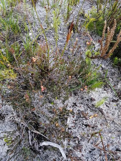 Penaea fruticulosa, photographed by sharndreheuvel