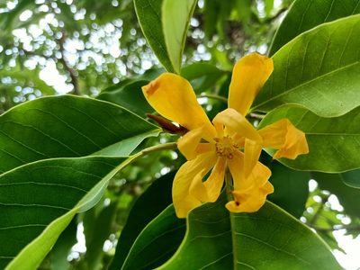 Magnolia champaca, photographed by Ong Jyh Seng