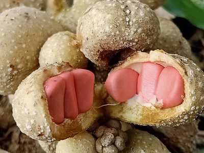 Magnolia champaca, photographed by Ong Jyh Seng