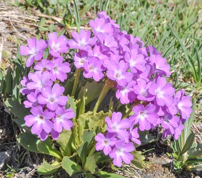 Primula daonensis, photographed by gianluigi