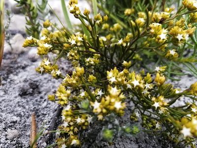 Thesium acuminatum, photographed by sharndreheuvel