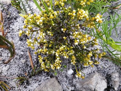 Thesium acuminatum, photographed by sharndreheuvel