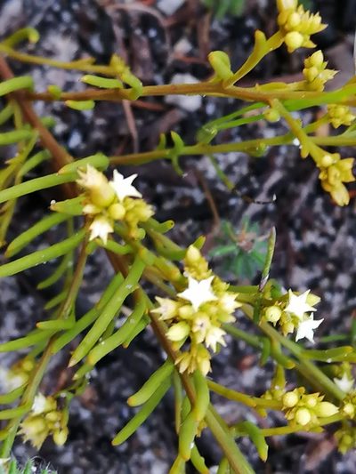 Thesium acuminatum, photographed by sharndreheuvel