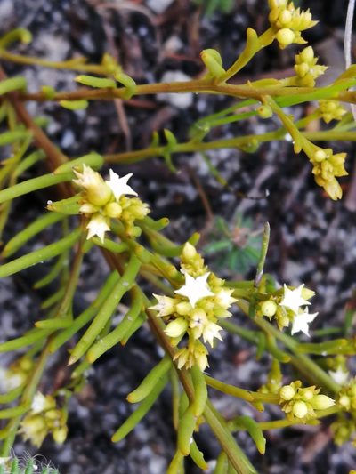 Thesium acuminatum, photographed by sharndreheuvel