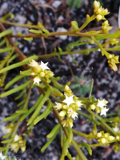 Thesium acuminatum, photographed by sharndreheuvel